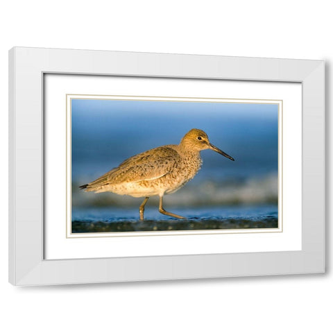 Willet White Modern Wood Framed Art Print with Double Matting by Fitzharris, Tim