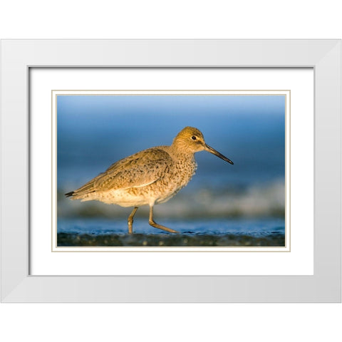 Willet White Modern Wood Framed Art Print with Double Matting by Fitzharris, Tim