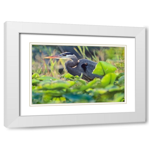 Great Blue Heron in Lily Pads White Modern Wood Framed Art Print with Double Matting by Fitzharris, Tim