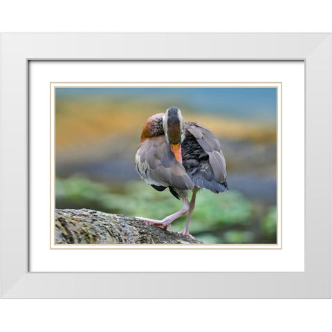 Black-bellied Whistling Duck Preening White Modern Wood Framed Art Print with Double Matting by Fitzharris, Tim