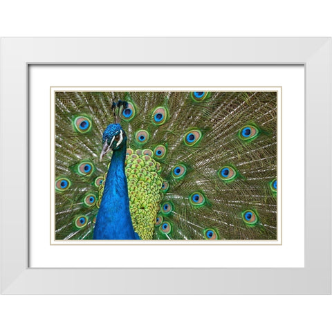 Peacock II White Modern Wood Framed Art Print with Double Matting by Fitzharris, Tim