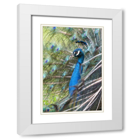 Peacock IV White Modern Wood Framed Art Print with Double Matting by Fitzharris, Tim