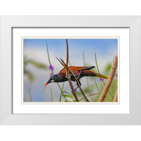 Montezuma Oropendola White Modern Wood Framed Art Print with Double Matting by Fitzharris, Tim