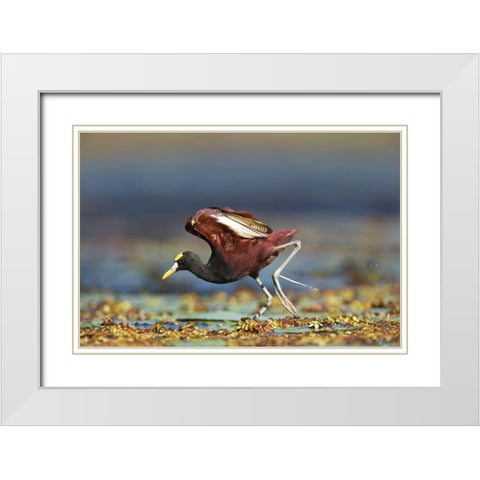 Northern Jacana II White Modern Wood Framed Art Print with Double Matting by Fitzharris, Tim
