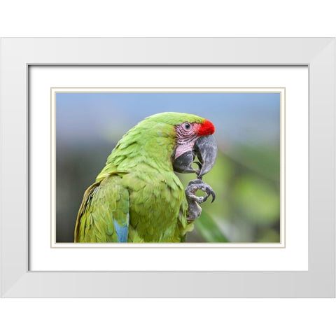 Buffon Macaw White Modern Wood Framed Art Print with Double Matting by Fitzharris, Tim