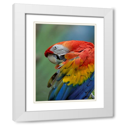 Scarlet Macaw Preening III White Modern Wood Framed Art Print with Double Matting by Fitzharris, Tim