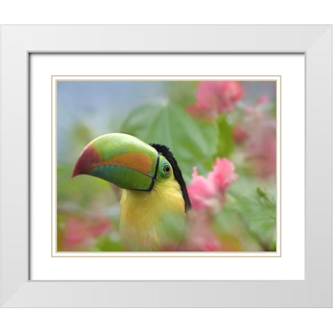 Keel-billed Toucan II White Modern Wood Framed Art Print with Double Matting by Fitzharris, Tim