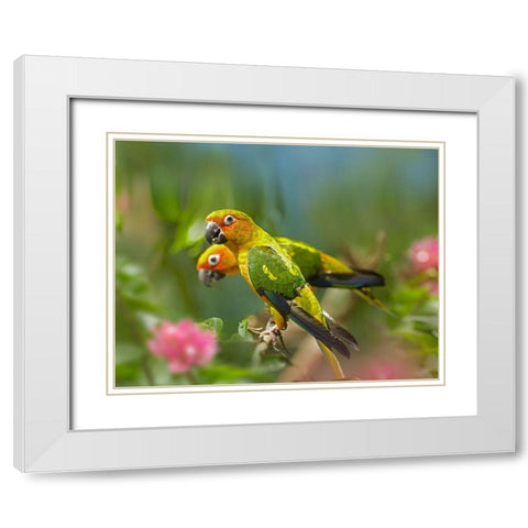 Conure Parrots White Modern Wood Framed Art Print with Double Matting by Fitzharris, Tim
