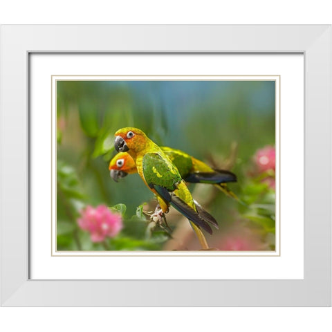 Conure Parrots White Modern Wood Framed Art Print with Double Matting by Fitzharris, Tim