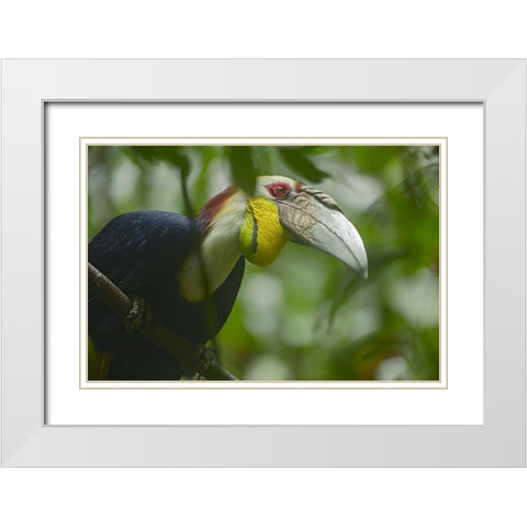 Wreathed Hornbill Malaysia III White Modern Wood Framed Art Print with Double Matting by Fitzharris, Tim