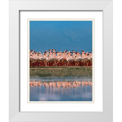 Lesser Flamingos over Lake Magadi Kenya White Modern Wood Framed Art Print with Double Matting by Fitzharris, Tim