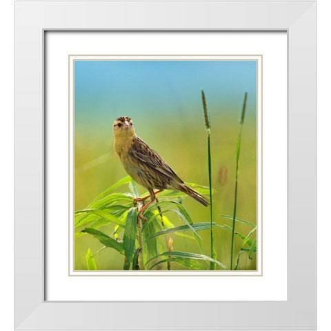 Bobolink Female in Summer Meadow I White Modern Wood Framed Art Print with Double Matting by Fitzharris, Tim