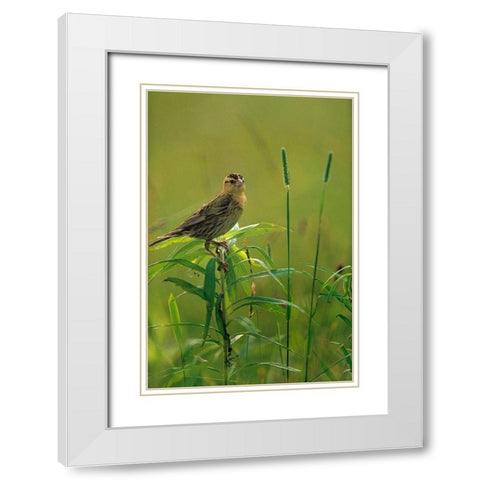 Bobolink Female in Summer Meadow II White Modern Wood Framed Art Print with Double Matting by Fitzharris, Tim