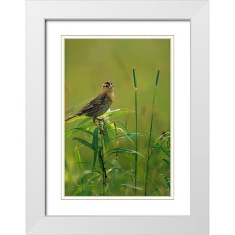 Bobolink Female in Summer Meadow II White Modern Wood Framed Art Print with Double Matting by Fitzharris, Tim