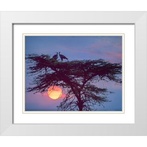 Secretary Birds White Modern Wood Framed Art Print with Double Matting by Fitzharris, Tim