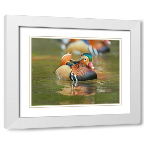 Mandarin Duck Male I White Modern Wood Framed Art Print with Double Matting by Fitzharris, Tim