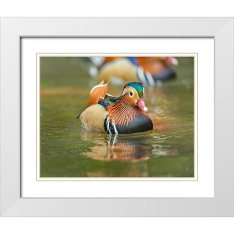Mandarin Duck Male I White Modern Wood Framed Art Print with Double Matting by Fitzharris, Tim