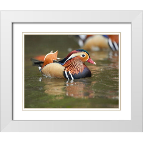 Mandarin Duck Male II White Modern Wood Framed Art Print with Double Matting by Fitzharris, Tim