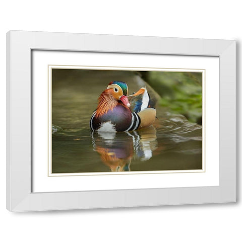 Mandarin Duck Male IV White Modern Wood Framed Art Print with Double Matting by Fitzharris, Tim