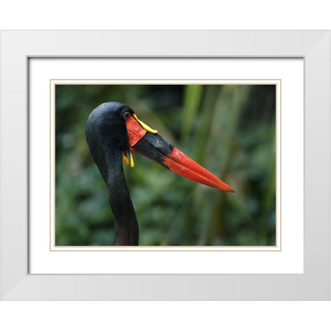 Saddle-billed Stork-Kenya I White Modern Wood Framed Art Print with Double Matting by Fitzharris, Tim