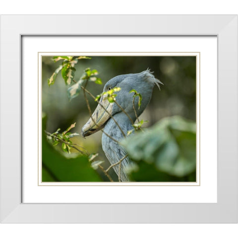 Shoe-billed Stork III White Modern Wood Framed Art Print with Double Matting by Fitzharris, Tim