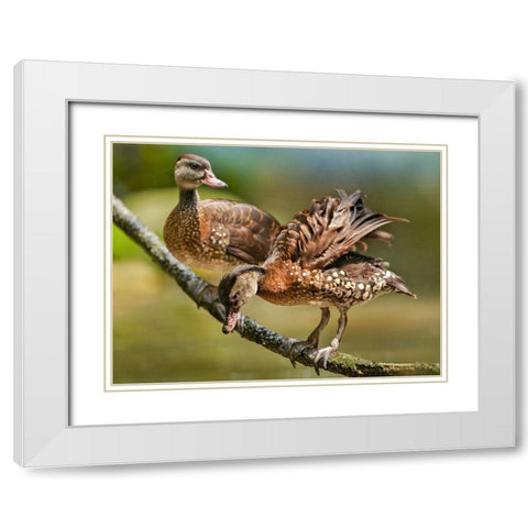 White Spotted Tree Ducks White Modern Wood Framed Art Print with Double Matting by Fitzharris, Tim