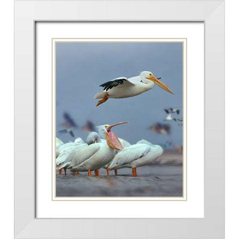 White Pelicans at Bolivar Flats-Texas White Modern Wood Framed Art Print with Double Matting by Fitzharris, Tim