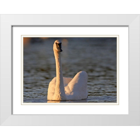 Trumpeter Swan-Arkansas II White Modern Wood Framed Art Print with Double Matting by Fitzharris, Tim