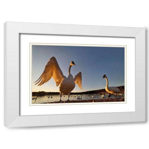 Trumpeter Swan-Arkansas III White Modern Wood Framed Art Print with Double Matting by Fitzharris, Tim