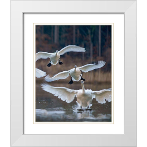 Trumpeter Swans Landing on Magness Lake-Arkansas II White Modern Wood Framed Art Print with Double Matting by Fitzharris, Tim