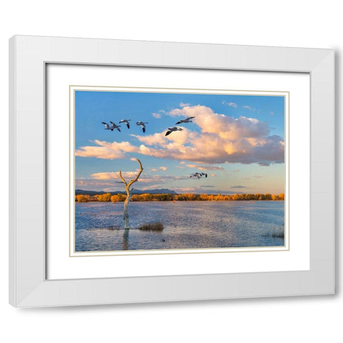 Snow Geese-Bosque del Apache National Wildlife Refuge-New Mexico II White Modern Wood Framed Art Print with Double Matting by Fitzharris, Tim