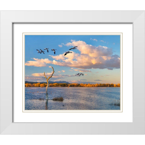 Snow Geese-Bosque del Apache National Wildlife Refuge-New Mexico II White Modern Wood Framed Art Print with Double Matting by Fitzharris, Tim