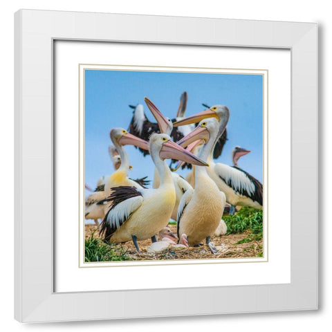 Australian Pelican Colony-Penguin Island-Australia I White Modern Wood Framed Art Print with Double Matting by Fitzharris, Tim