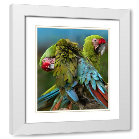 Blue Macaw Preening II White Modern Wood Framed Art Print with Double Matting by Fitzharris, Tim