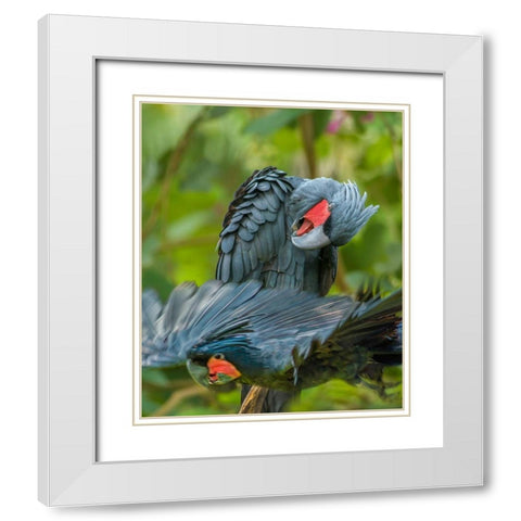 Giant Palm Cockatoos-Indonesia White Modern Wood Framed Art Print with Double Matting by Fitzharris, Tim