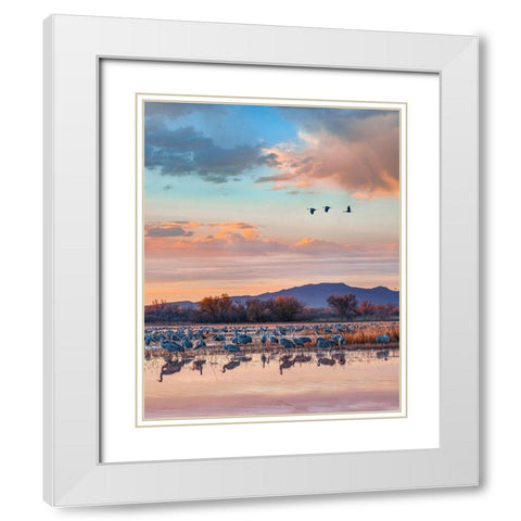 Sandhill Cranes-Bosque del Apache National Wildlife Refuge-New Mexico II White Modern Wood Framed Art Print with Double Matting by Fitzharris, Tim