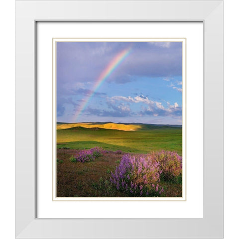 Giant lupines-Carrizo Plains National Monument-California White Modern Wood Framed Art Print with Double Matting by Fitzharris, Tim