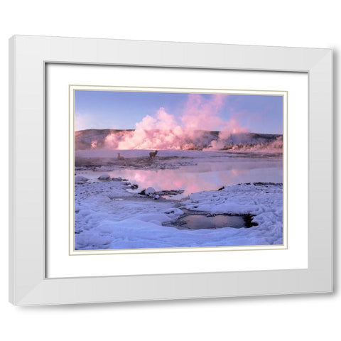 Elk in snow-Lower Geyser Basin-Yellowstone National Park-Wyoming White Modern Wood Framed Art Print with Double Matting by Fitzharris, Tim