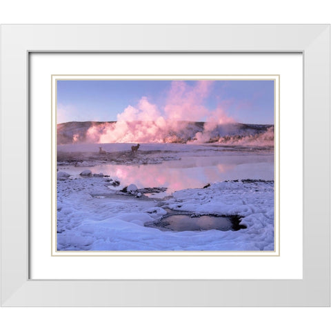 Elk in snow-Lower Geyser Basin-Yellowstone National Park-Wyoming White Modern Wood Framed Art Print with Double Matting by Fitzharris, Tim