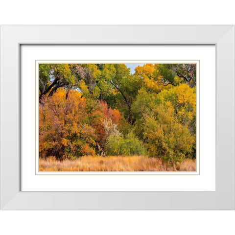 Verde River Valley Dead Horse Ranch State Park Arizona USA White Modern Wood Framed Art Print with Double Matting by Fitzharris, Tim
