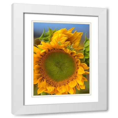 Sunflowers II White Modern Wood Framed Art Print with Double Matting by Fitzharris, Tim