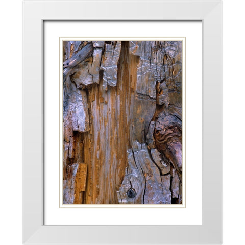 Yellow Cedar Trunk White Modern Wood Framed Art Print with Double Matting by Fitzharris, Tim