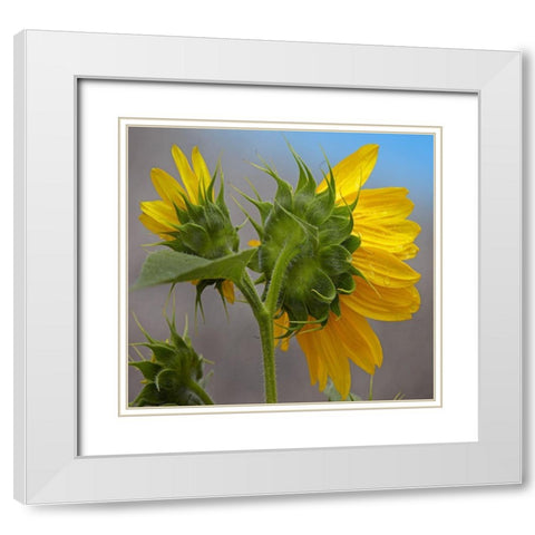 Sunflower White Modern Wood Framed Art Print with Double Matting by Fitzharris, Tim