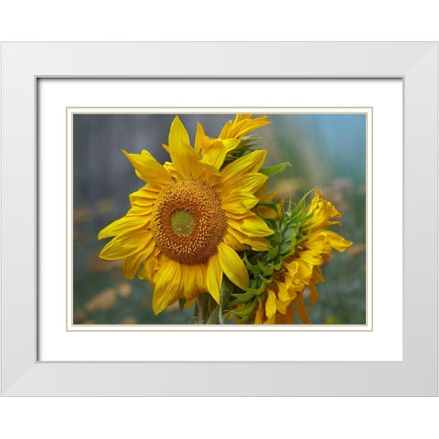 Sunflowers White Modern Wood Framed Art Print with Double Matting by Fitzharris, Tim