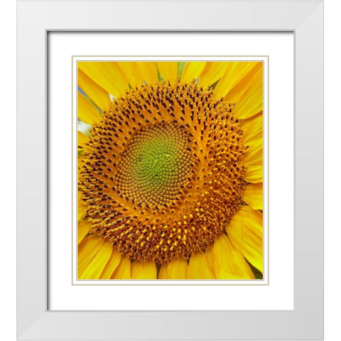 Sunflowers White Modern Wood Framed Art Print with Double Matting by Fitzharris, Tim