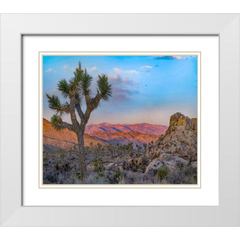 Joshua Trees at Lost Horse Valley White Modern Wood Framed Art Print with Double Matting by Fitzharris, Tim