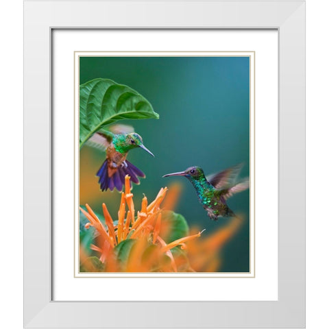 Blue Chinned Sapphire and Copper-Rumped Hummingbirds White Modern Wood Framed Art Print with Double Matting by Fitzharris, Tim