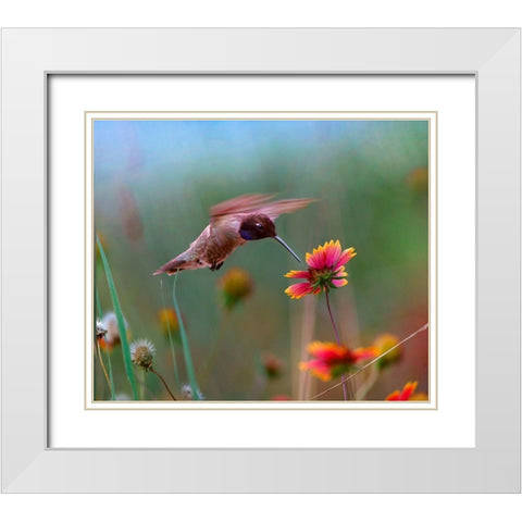 Black Chinned Hummingbird White Modern Wood Framed Art Print with Double Matting by Fitzharris, Tim