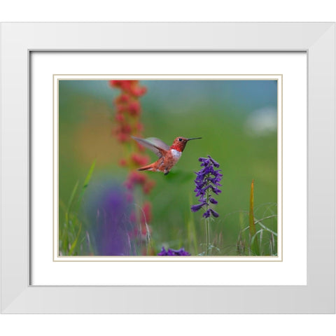 Rufous Hummingbird White Modern Wood Framed Art Print with Double Matting by Fitzharris, Tim