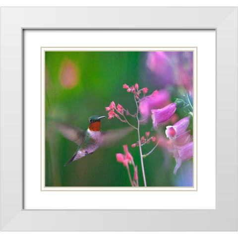 Ruby Throated Hummingbird White Modern Wood Framed Art Print with Double Matting by Fitzharris, Tim
